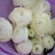 Букет из 9 белых ранункулюсов купить с доставкой в Санкт-Петербурге